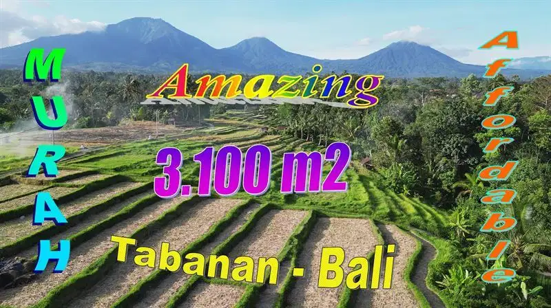 Dijual 3,100 m2 Lahan Persawahan Pinggir Jalan