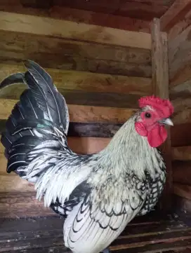 Ayam Batik Jantan