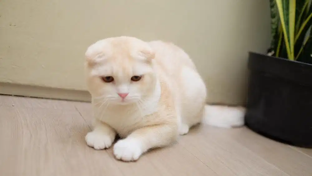 Scottish fold triple fold