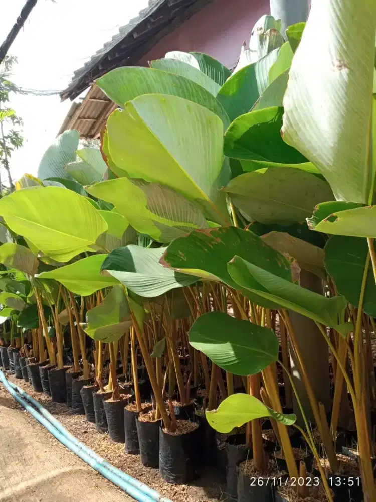 Pohon pisang 2calatea