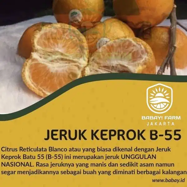 Buah Jeruk Keprok B55 500 gr / Batu 55 1kg