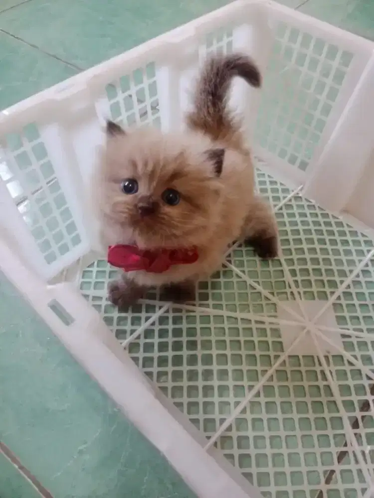 Kucing Anggora Ras Persia