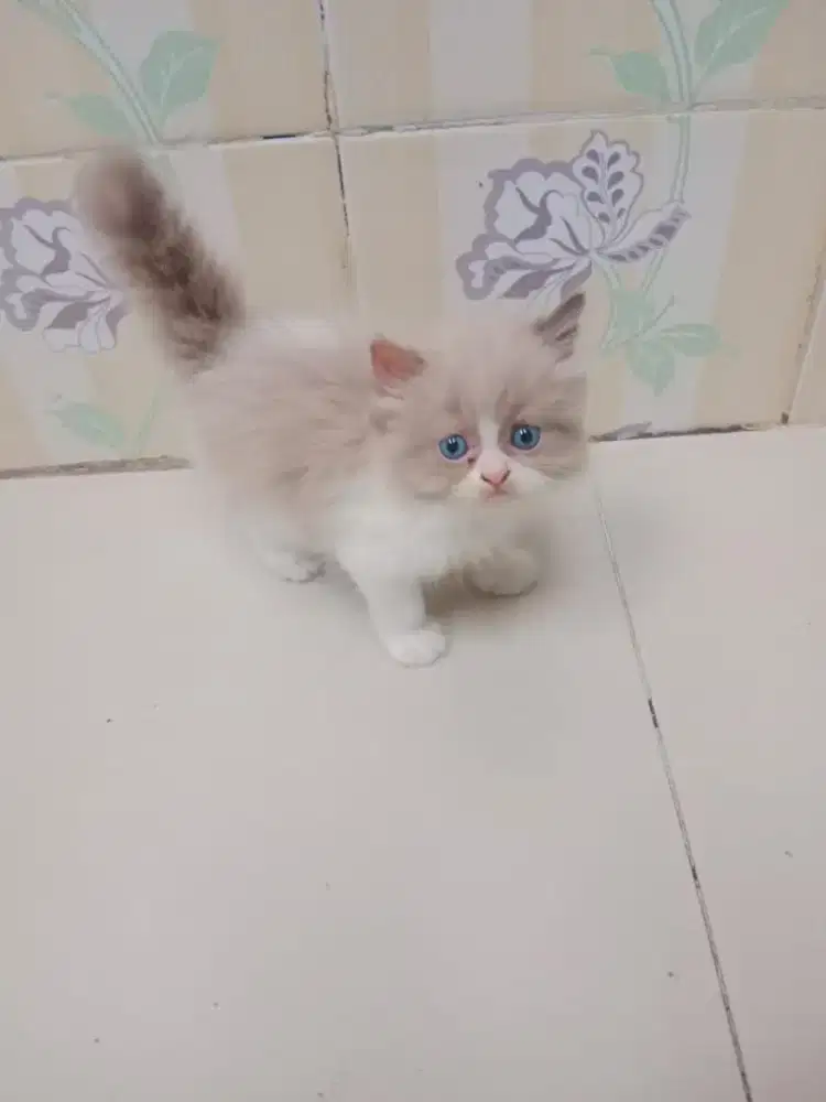 Kucing Anggora Ras Persia