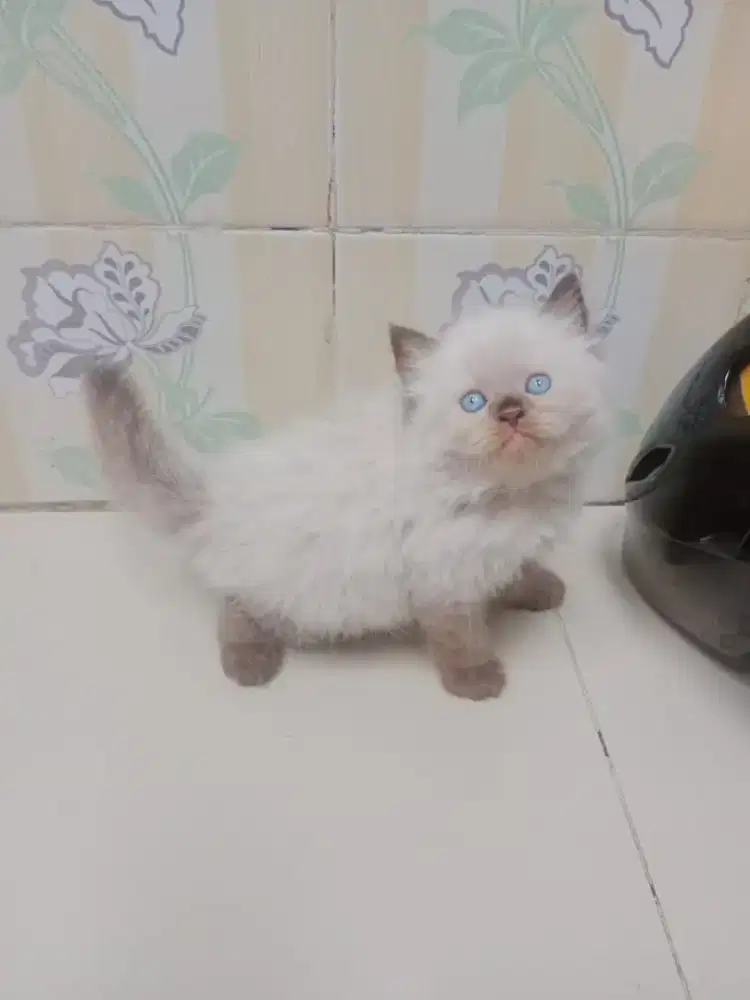 Kucing Anggora Ras Persia