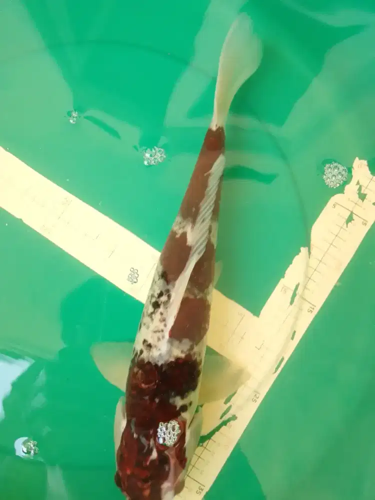 Ikan koi jenis Budo GOROMO 45cm male