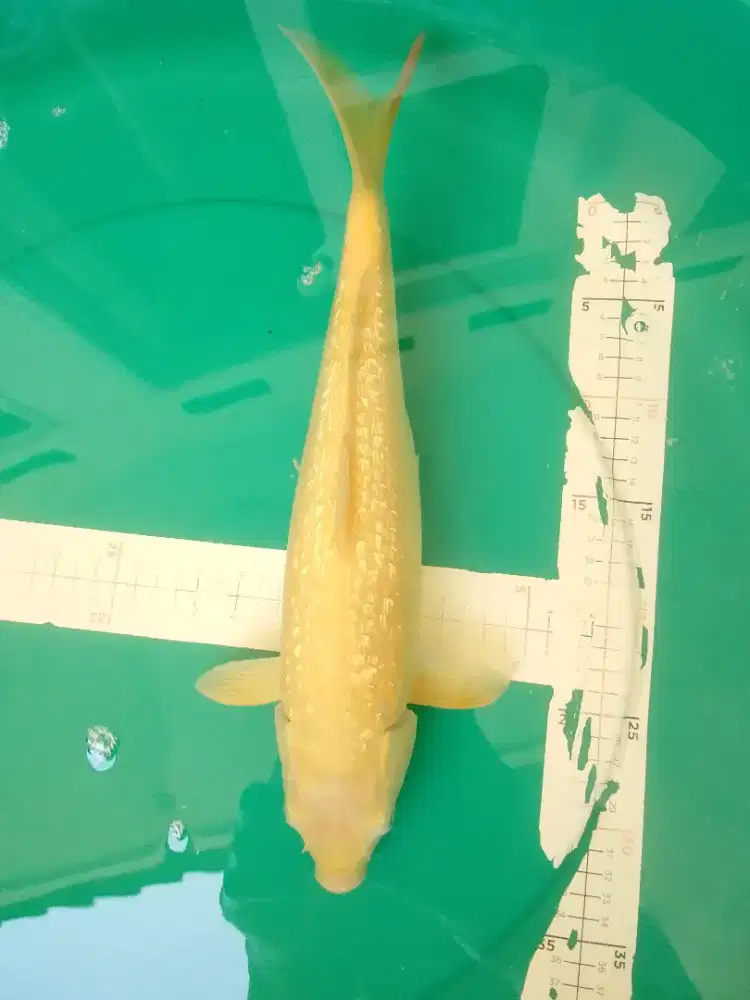 Ikan koi jenis Karashi Ginrin 41cm