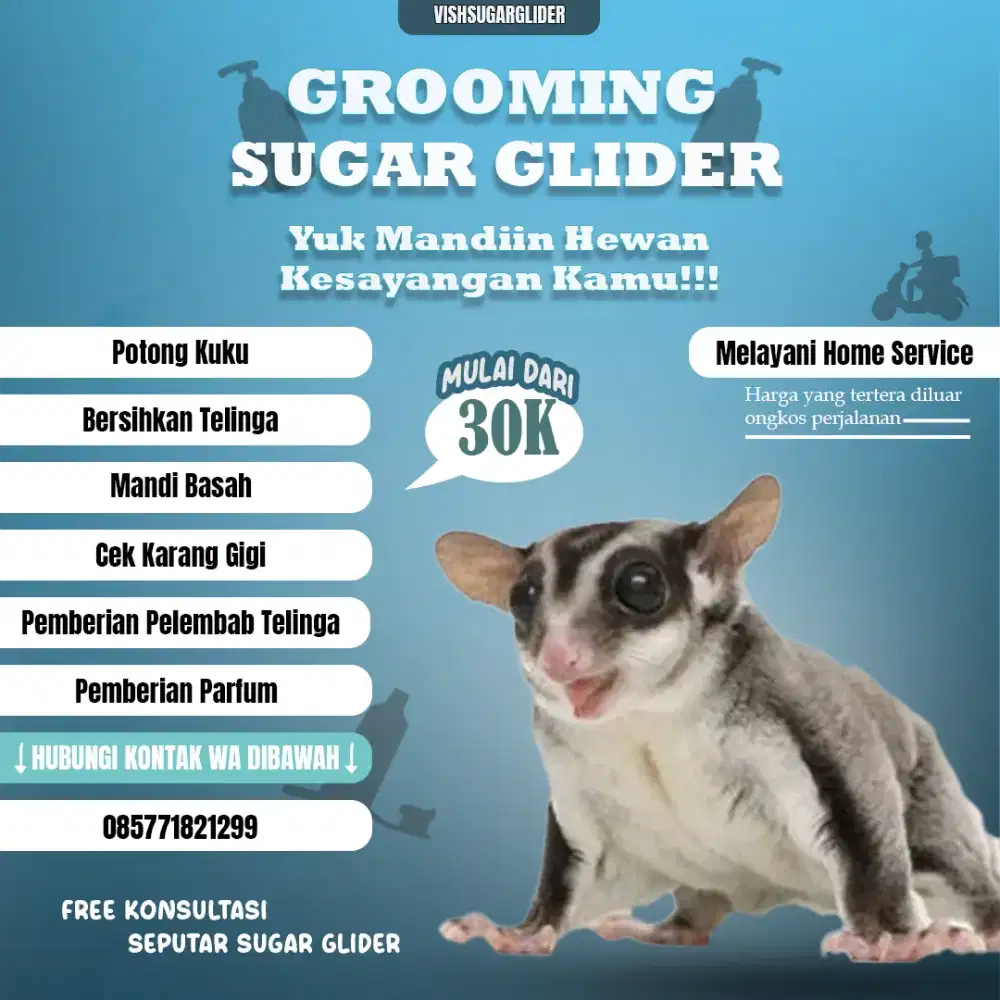 Grooming Sugar Glider