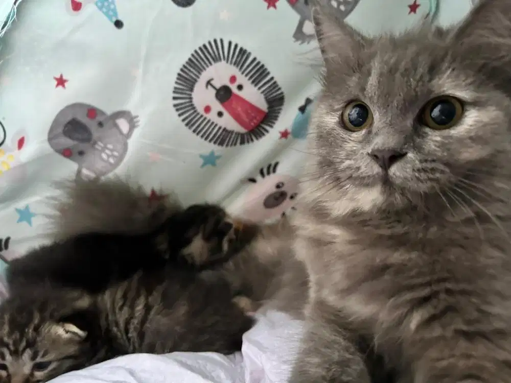 Kucing Betina persia Medium