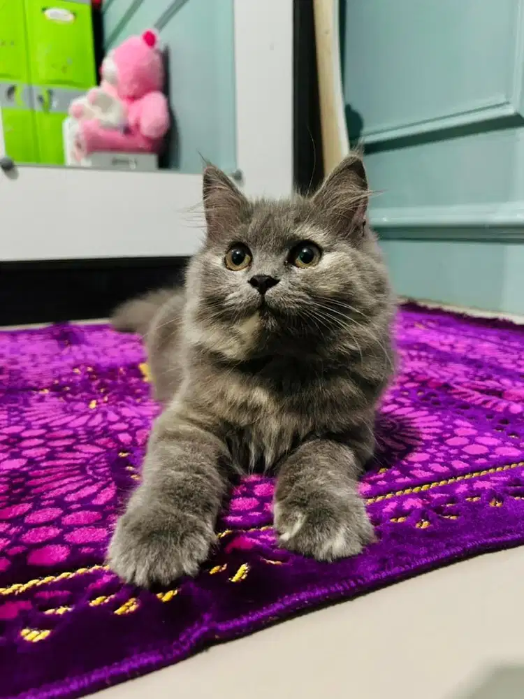 Kucing Persia Betina Medium