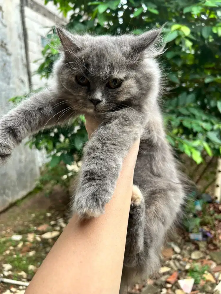 Kucing Persia Betina