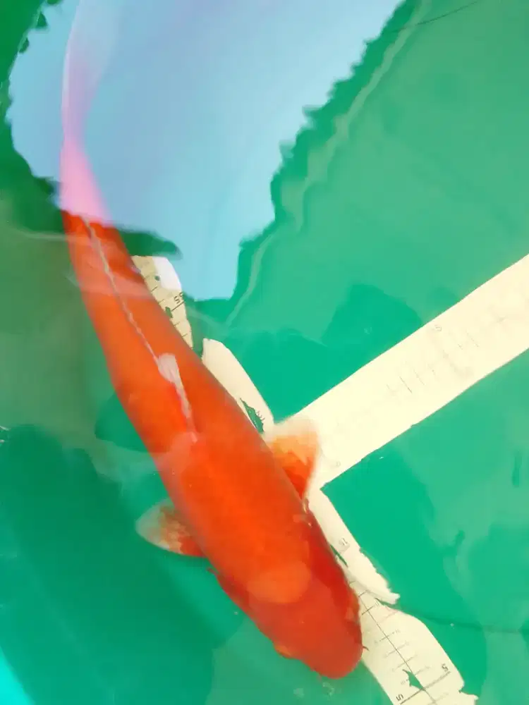 Ikan koi Benigoi asal Blitar 45cm