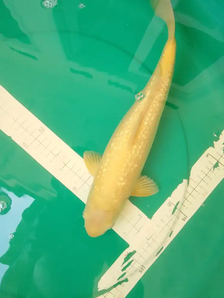 Ikan koi Karashi Ginrin 39cm yellow