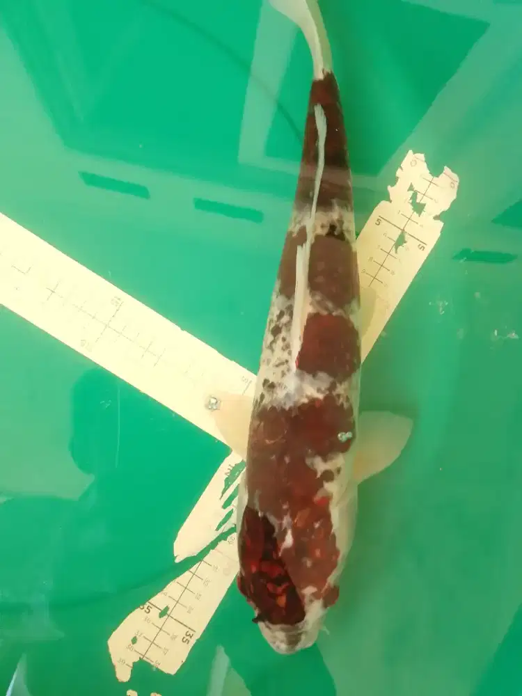 Ikan koi jenis budo GOROMO 45cm male