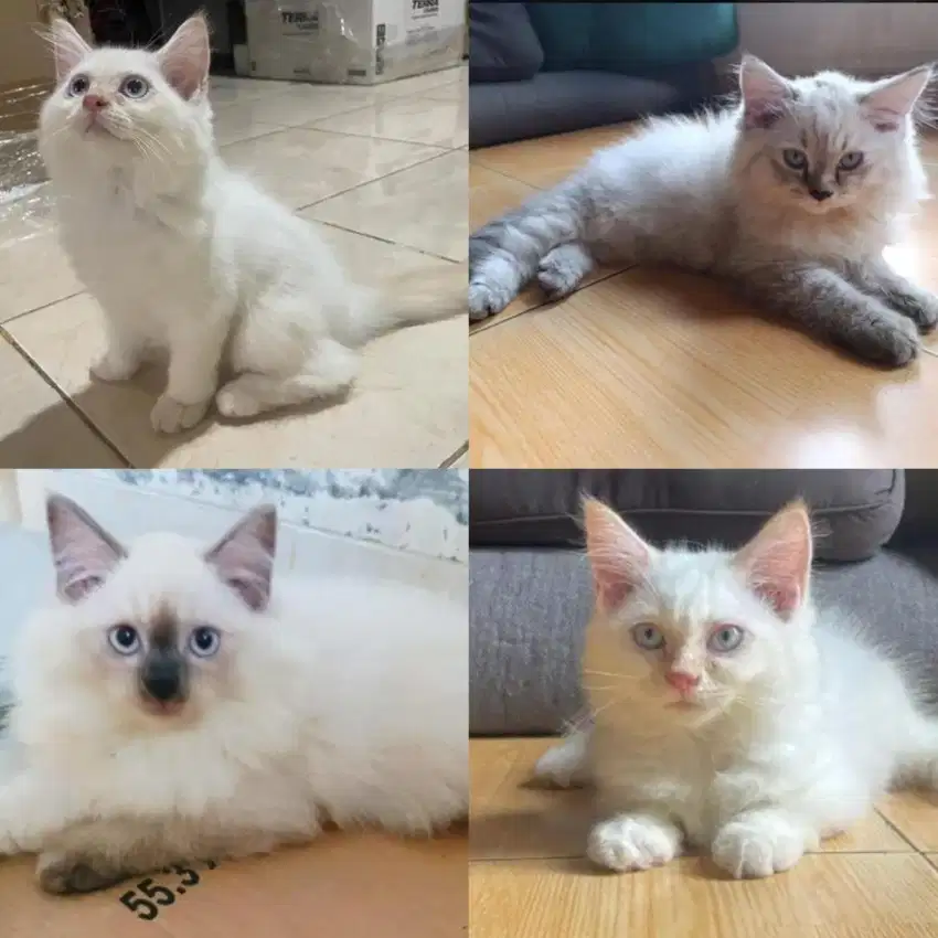 Open adopt 3 kitten mix persia himalaya