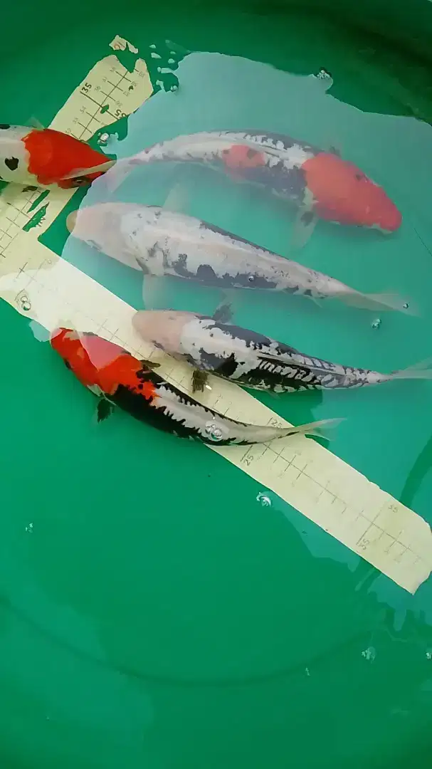 Ikan koi jenis Kumonryu Beni 24cm