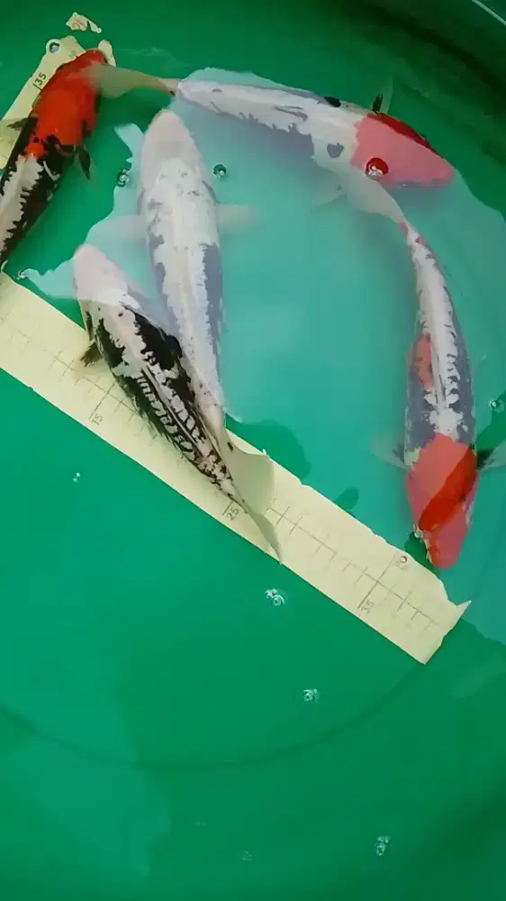 Ikan koi jenis Kumonryu 26cm