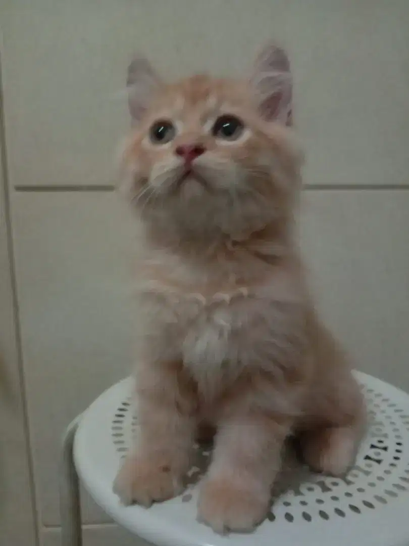 Kitten persia sidokepung