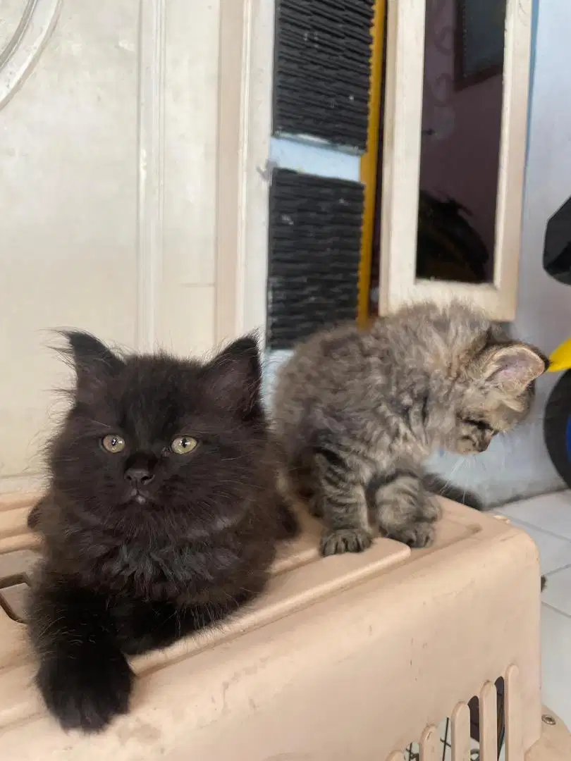 Kitten persia jantan gembul