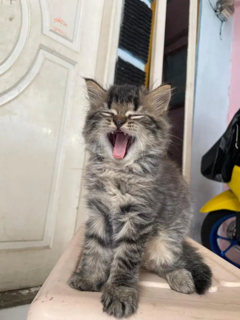 Kitten persia jantan