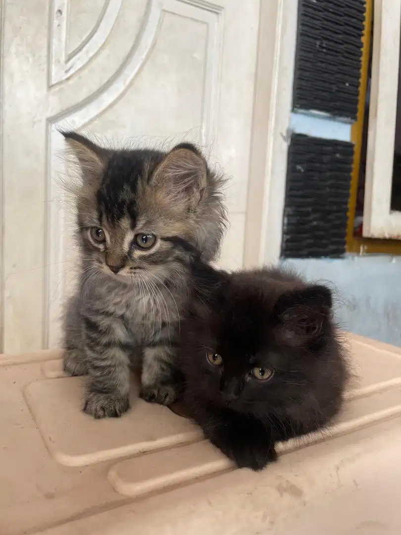 Kitten persia jantan gembul