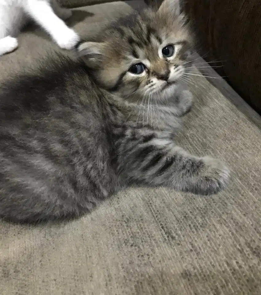 Lepas adopt kitten persia corak abu hitam
