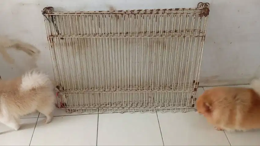 Jual Kandang Doggie