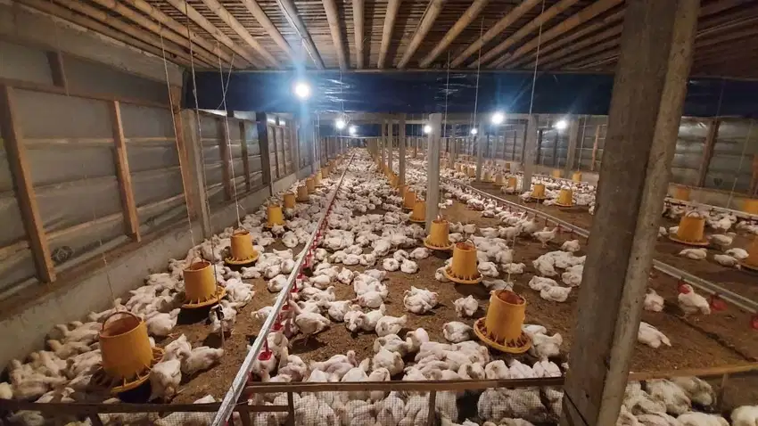 Ternak ayam 15rb ekor aktif include kandang 2 lt dan tanah