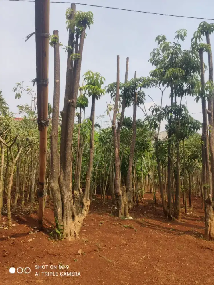 Tanaman hias pohon pule