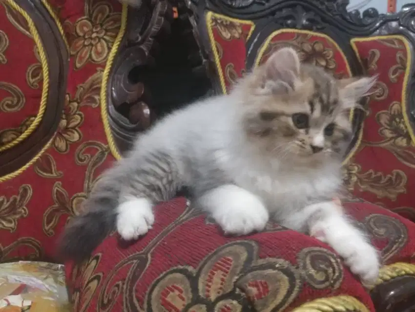 kucing imutt mumer bawa hoki rejeki
