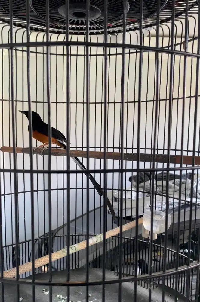 Murai batu ekor panjang