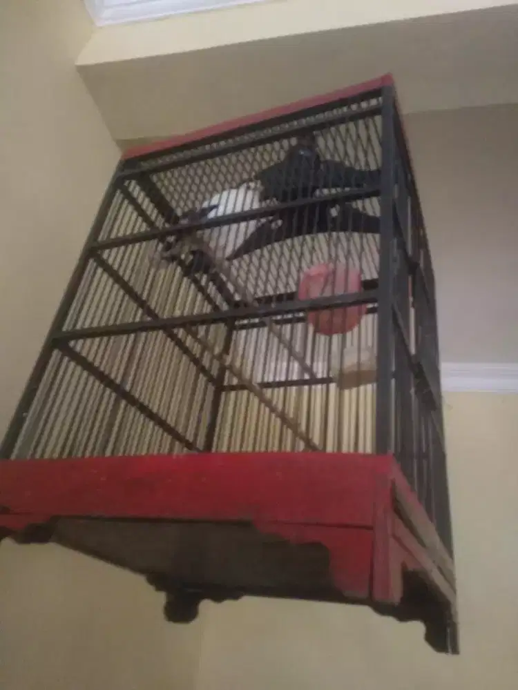 Burung jalak top big