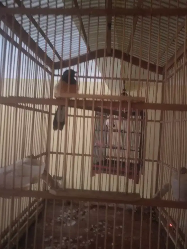 Burung murai Medan cewe