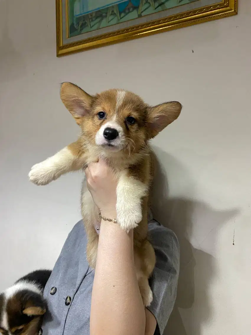 Dijual Puppy Anakan anjing welsh corgi jantan cowok sable tri color