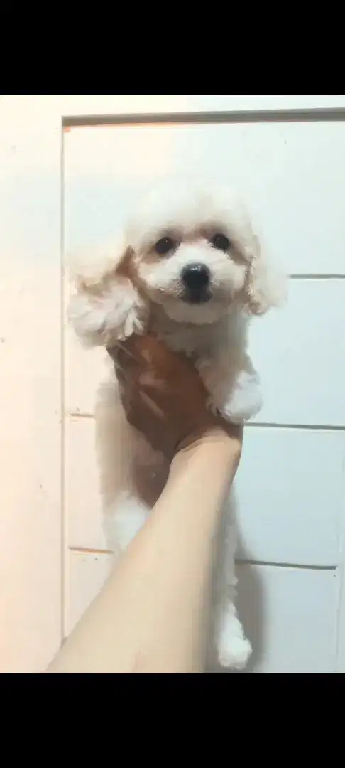 Anakan Poodle Putih White Toy Poodle cakep murah