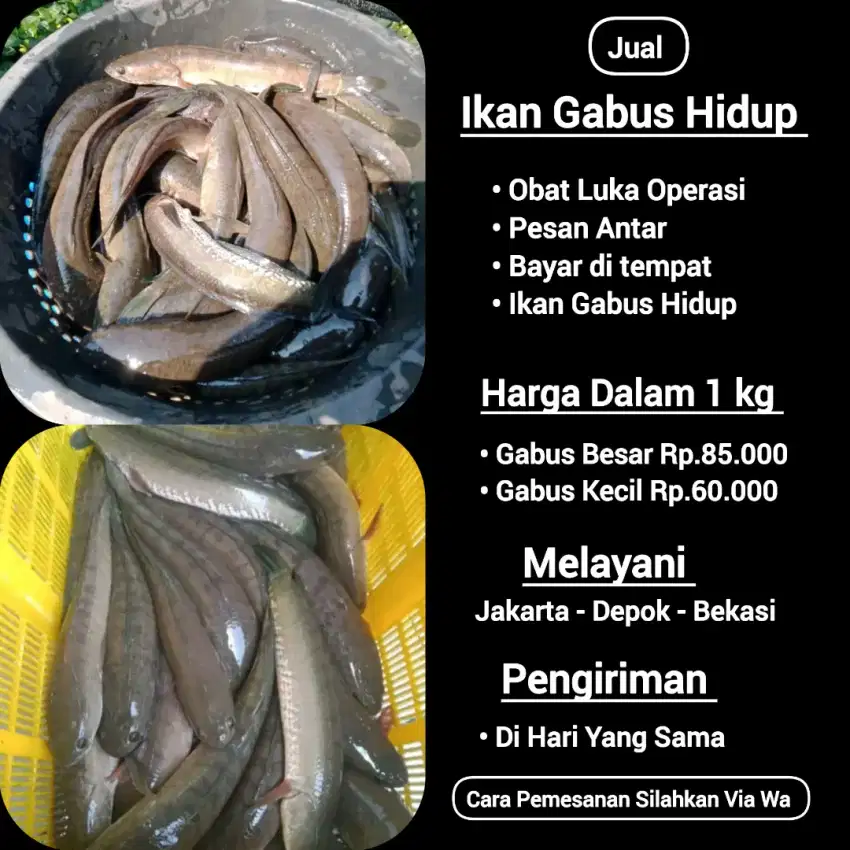 Makanan strategis buat luka