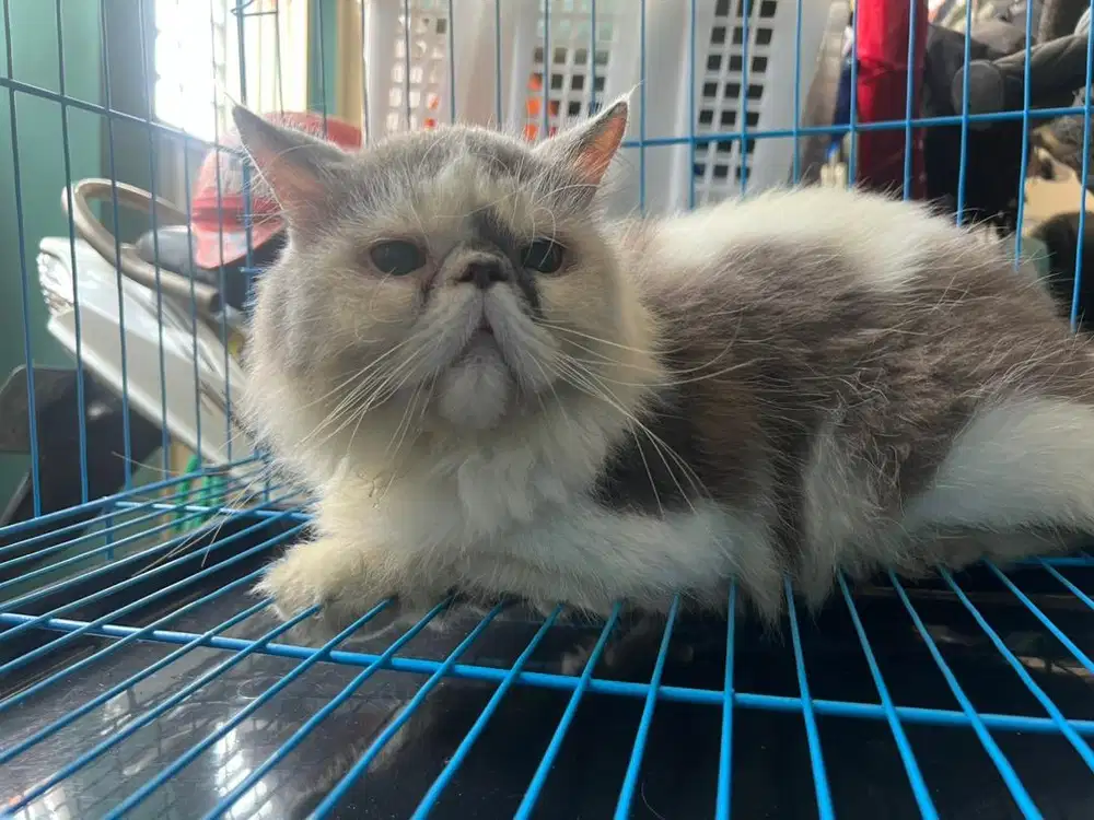 Peaknose kucing pacak longhair