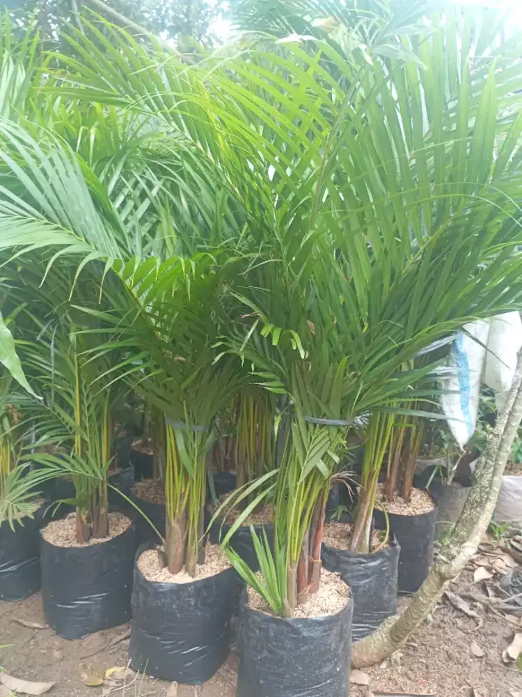 Pohon palem kuning tinggi 1,5 ntr