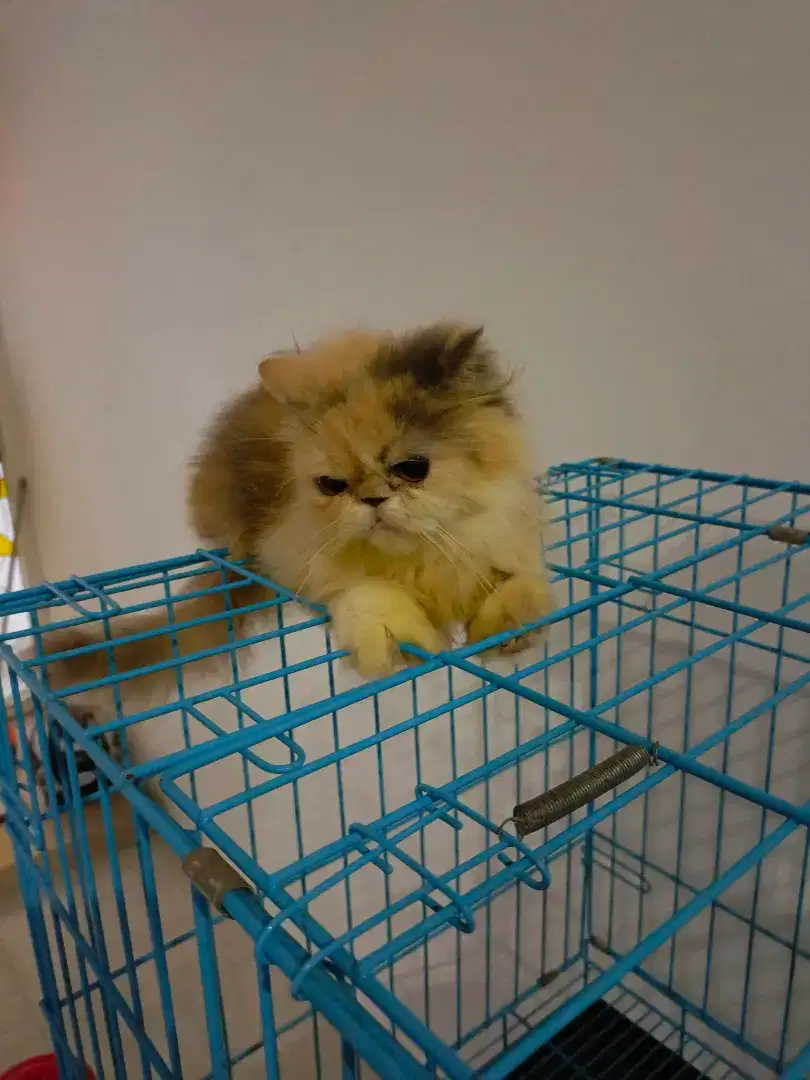 Kucing persia peaknose
