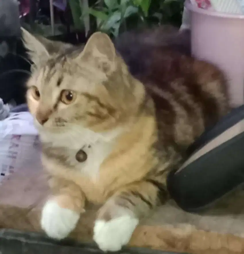 Kucing blasteran