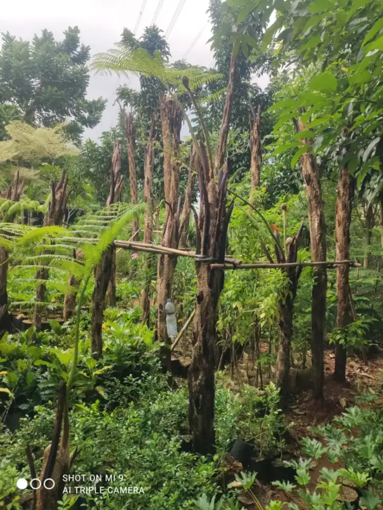 Tamana hias pohon pakis monyet dewasa