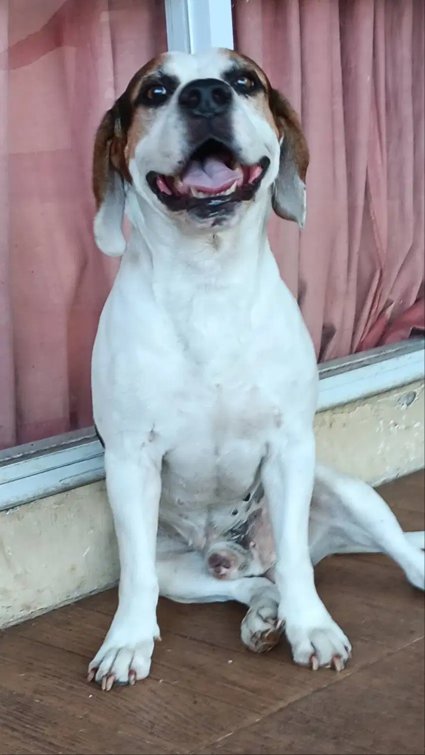 Anjing Pitbull Jantan