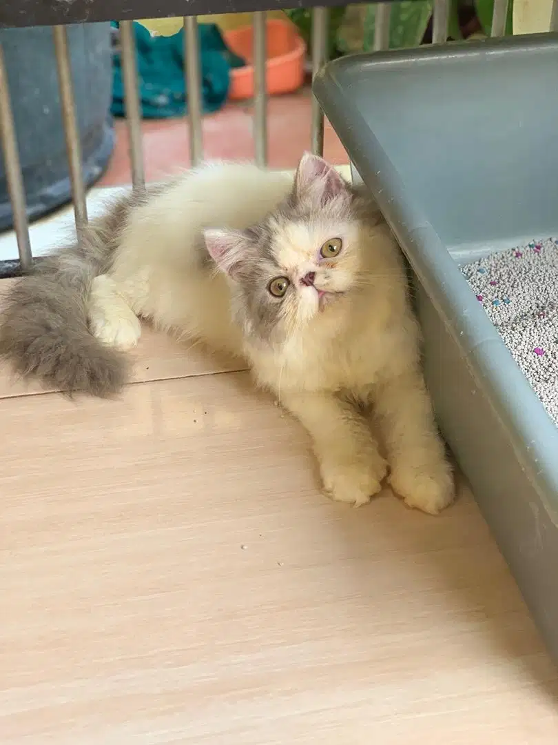 Kucing peaknose kitten