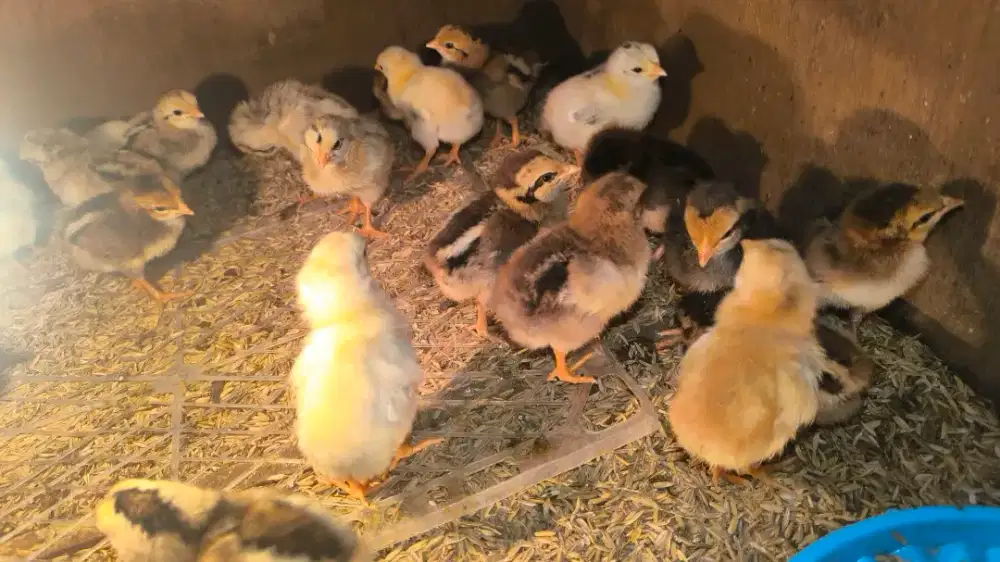 Doc KUB ( Anak Ayam Kampun Balitbangtan )