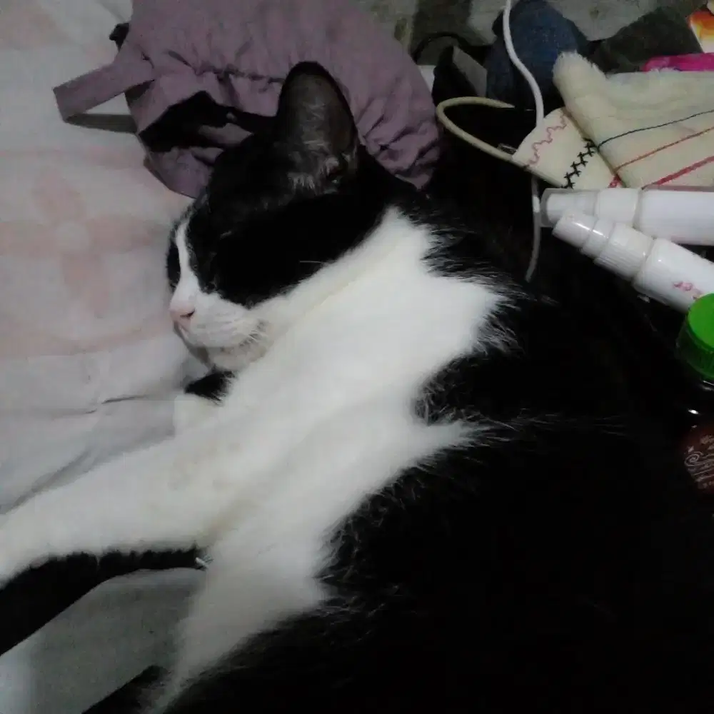 Cat Sitter, penjaga kucing