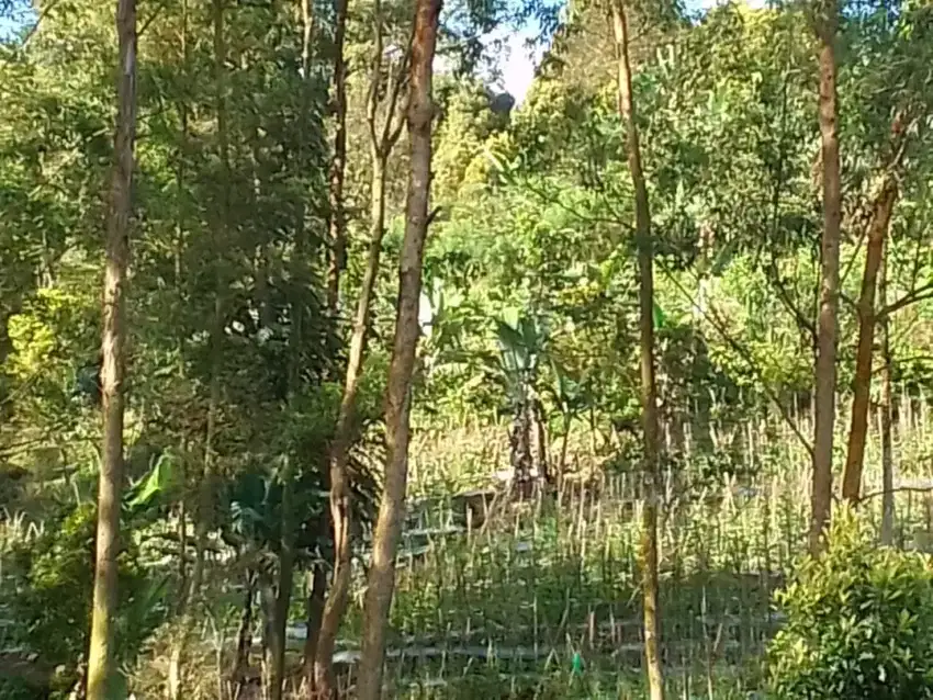 DIJUAL MURAH TANAH SELUAS 5-20  HEKTAR DI PAMIJAHAN, BOGOR