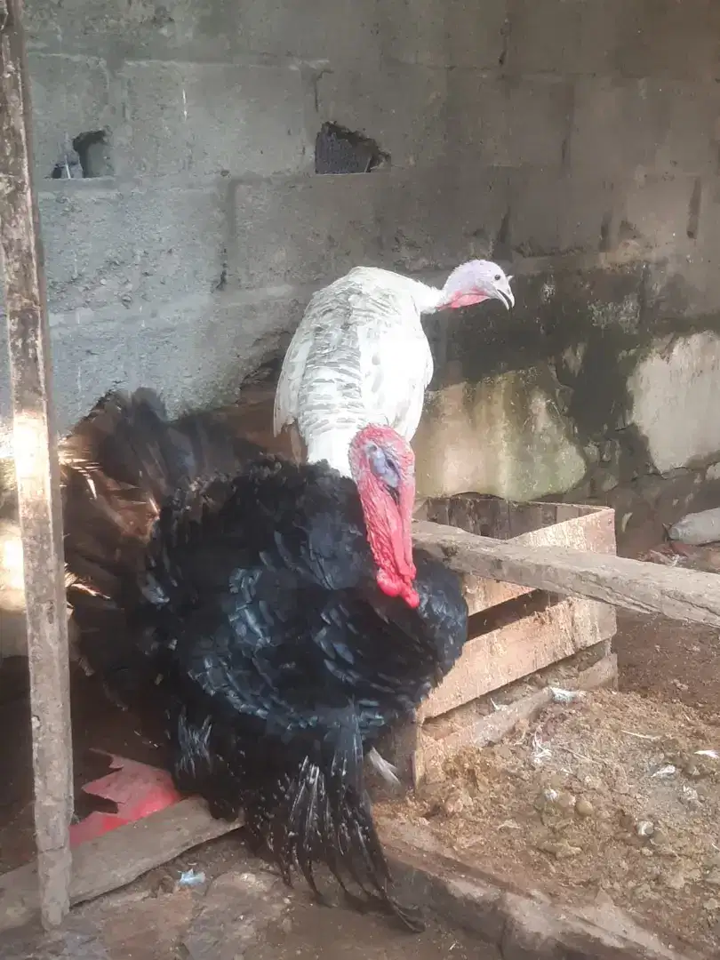sepasang ayam kalkun indukan