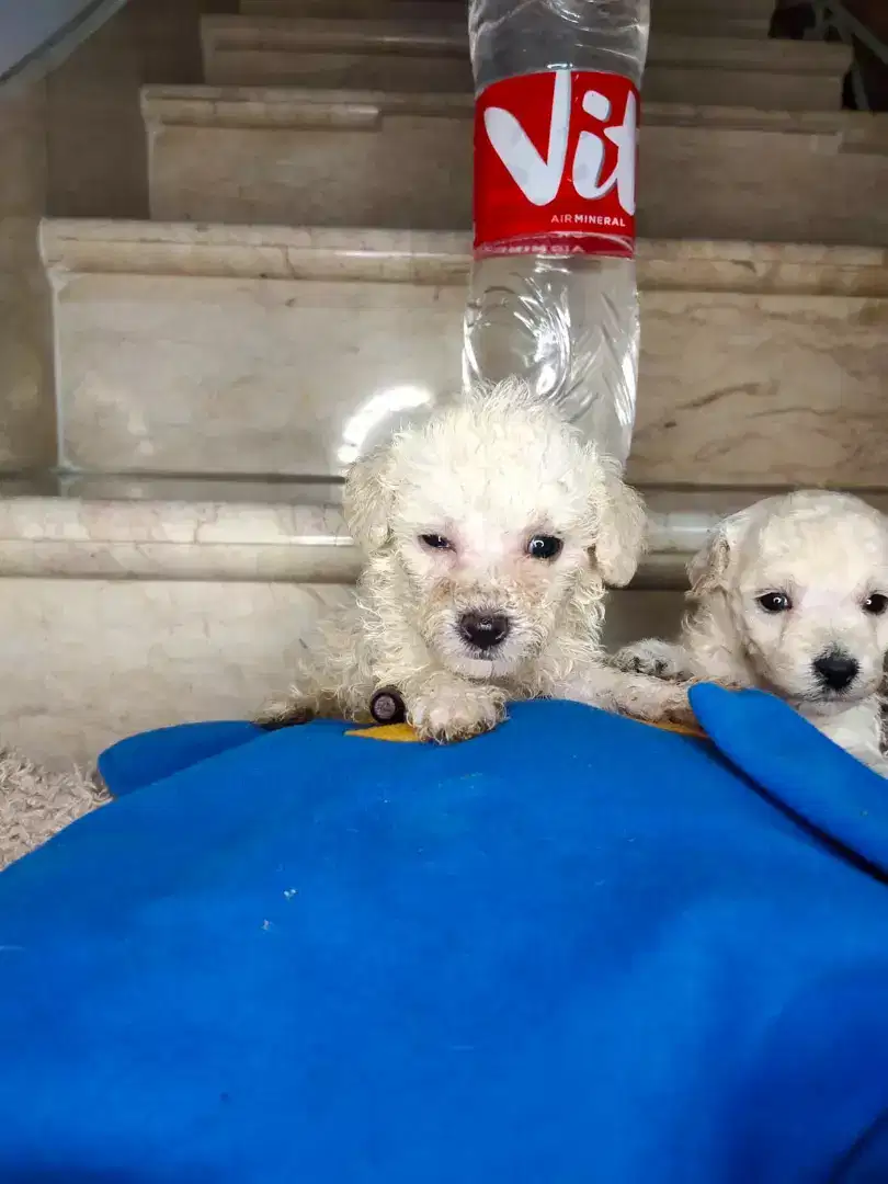 Toy Poodle Berkualitas