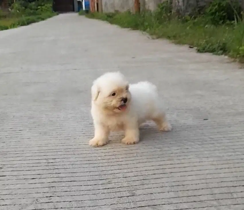 Anak anjing Shihtzu Full White