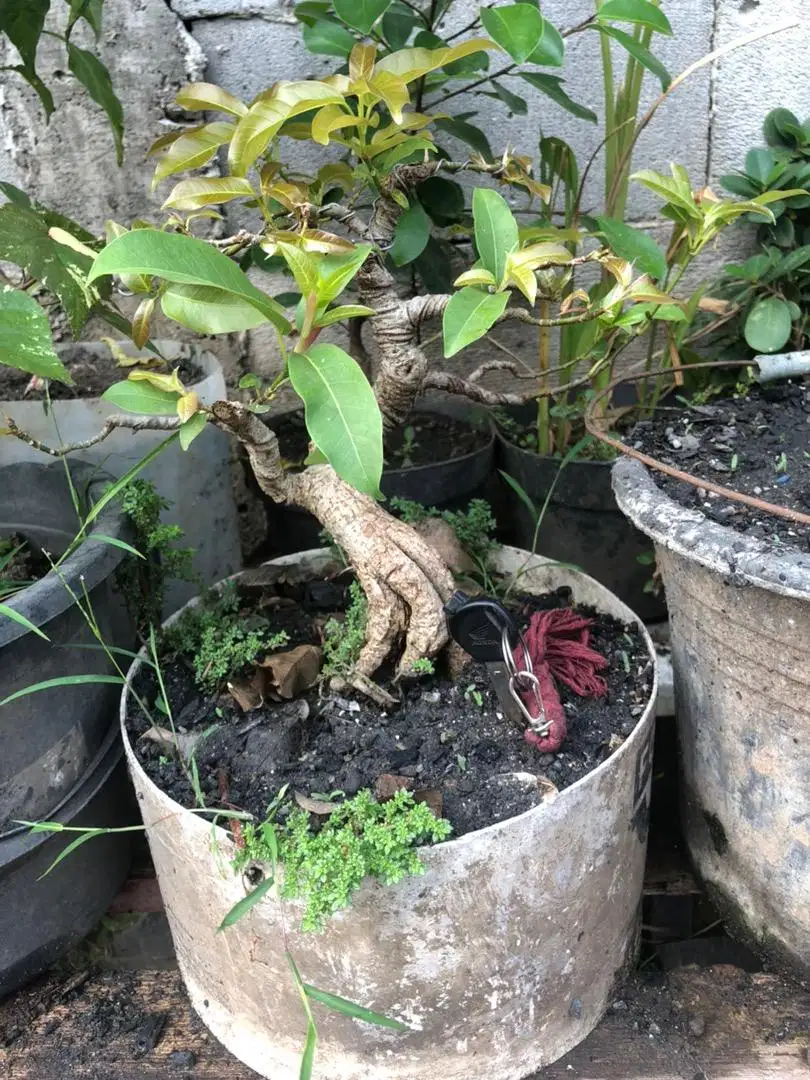 Bonsai beringin arjuna