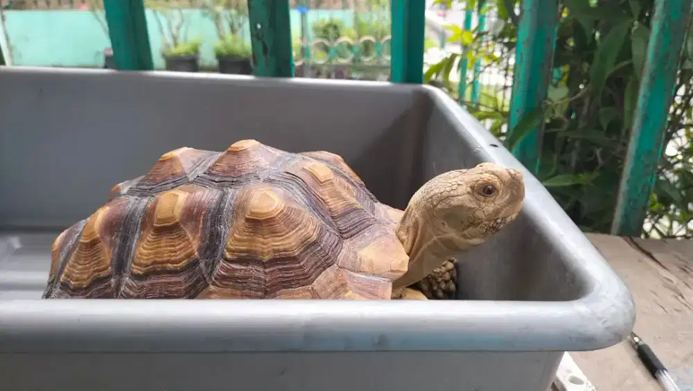 Kura kura darat jenis Sulcata jantan 26cm